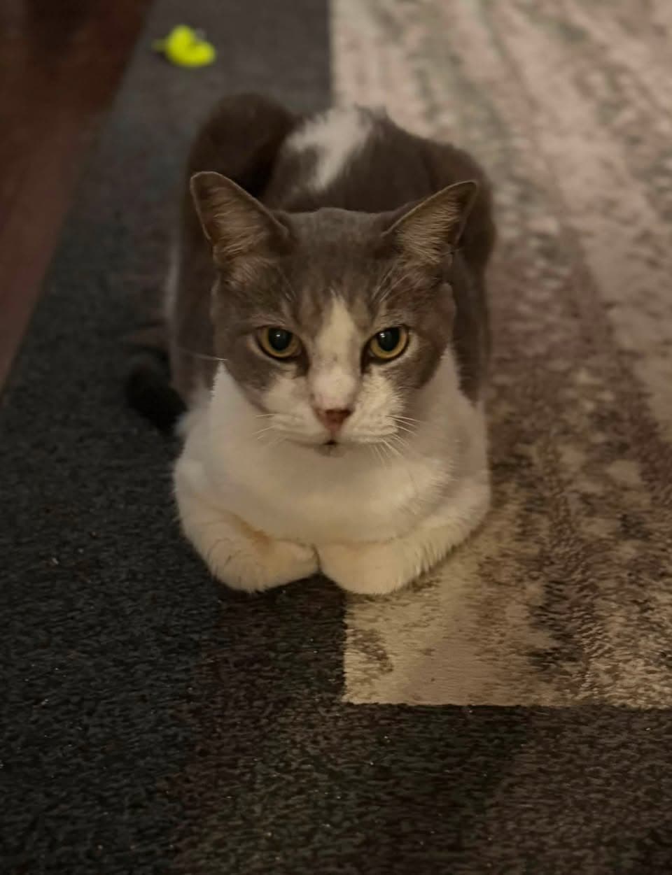 Photo of Leo