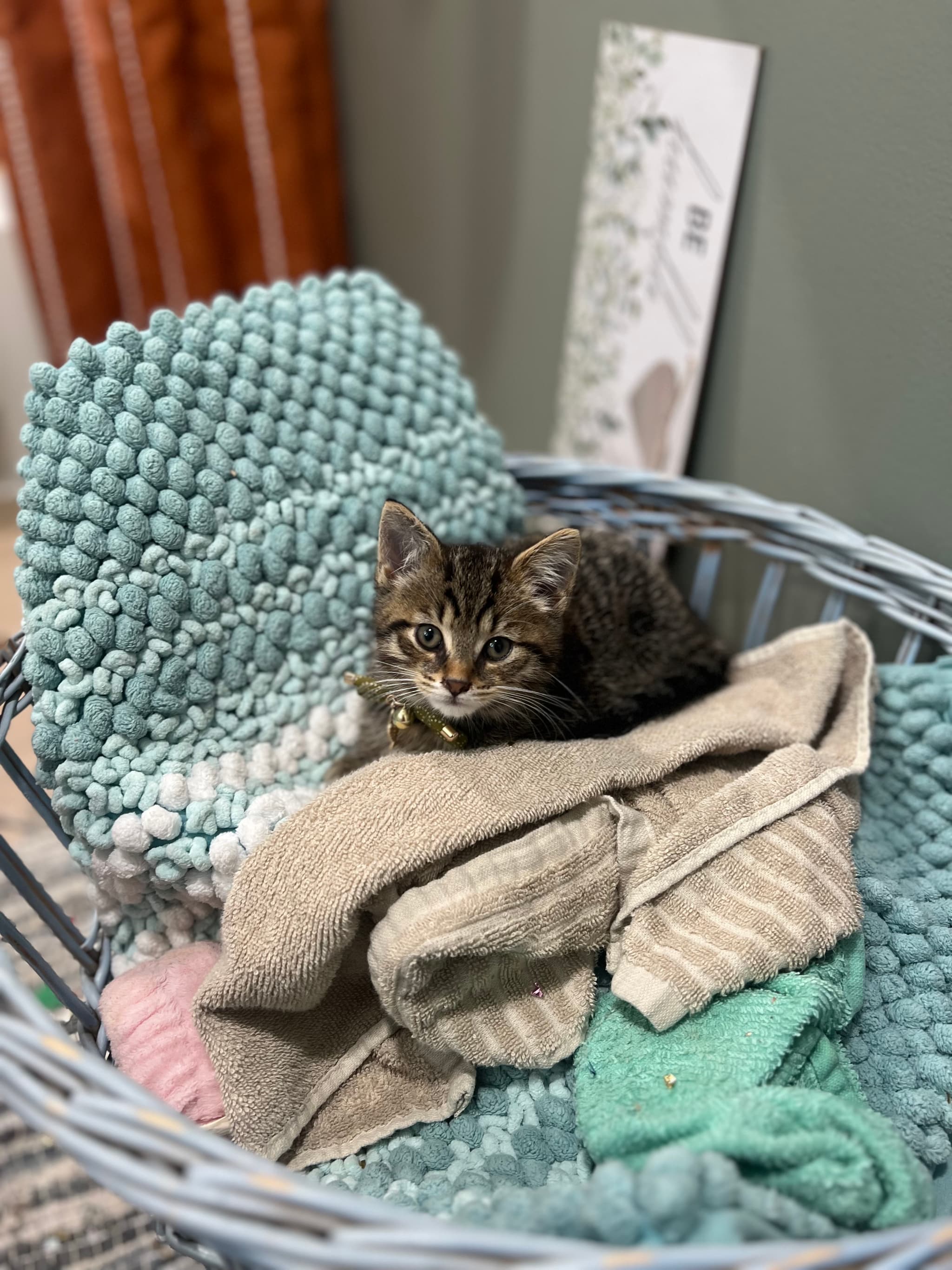 Photo of Milo