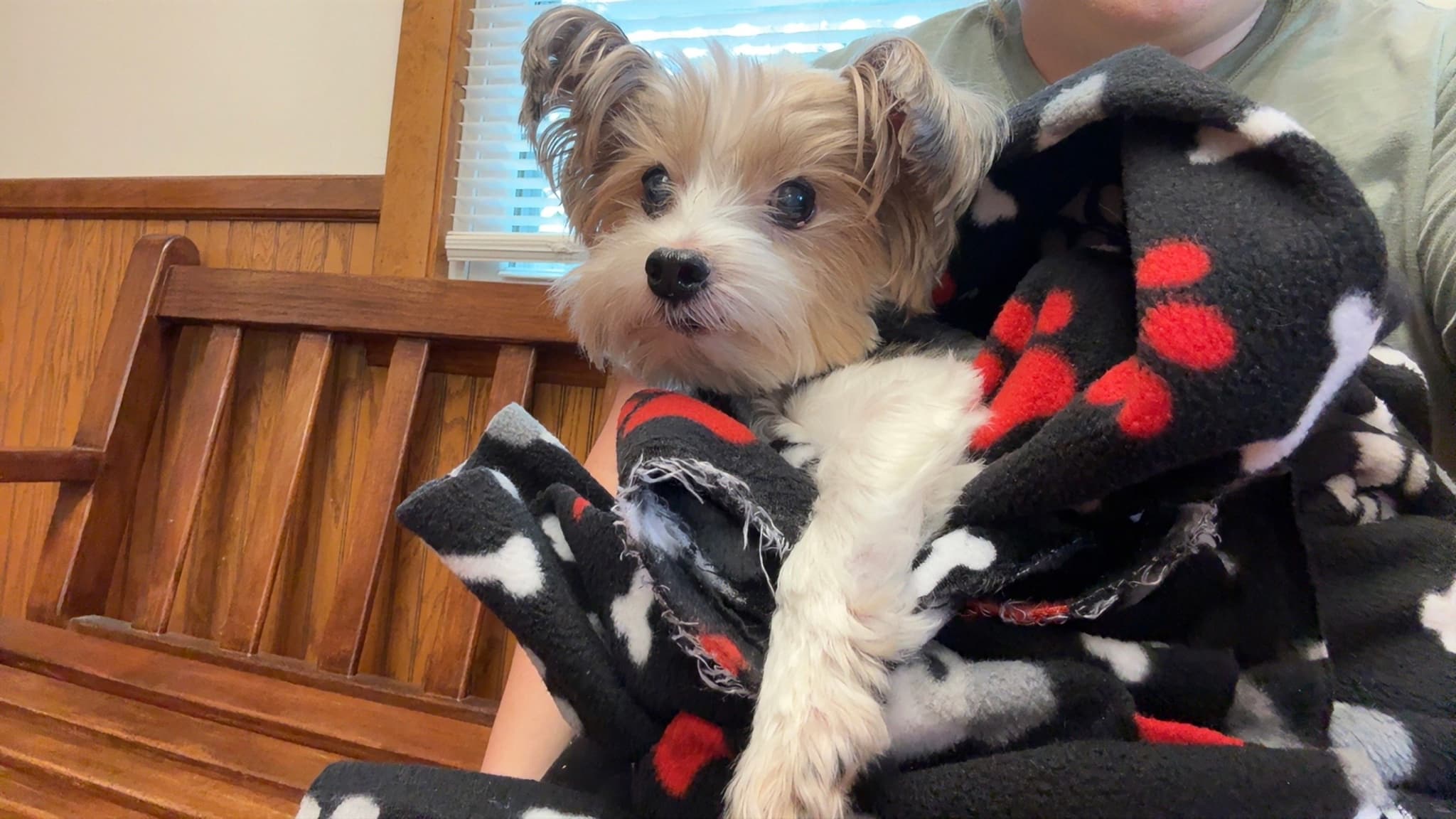 Photo of Brodie