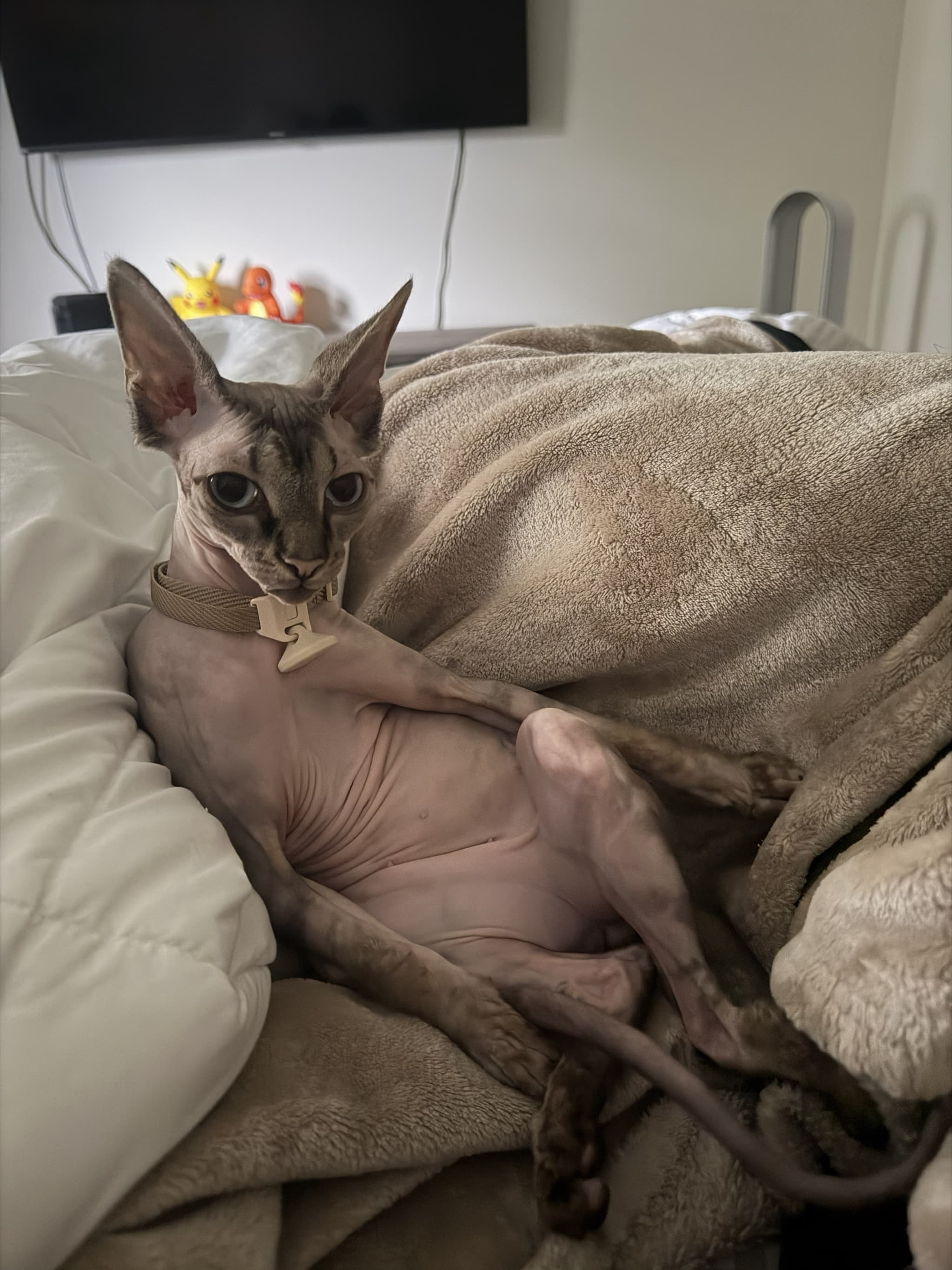 Photo of Lychee