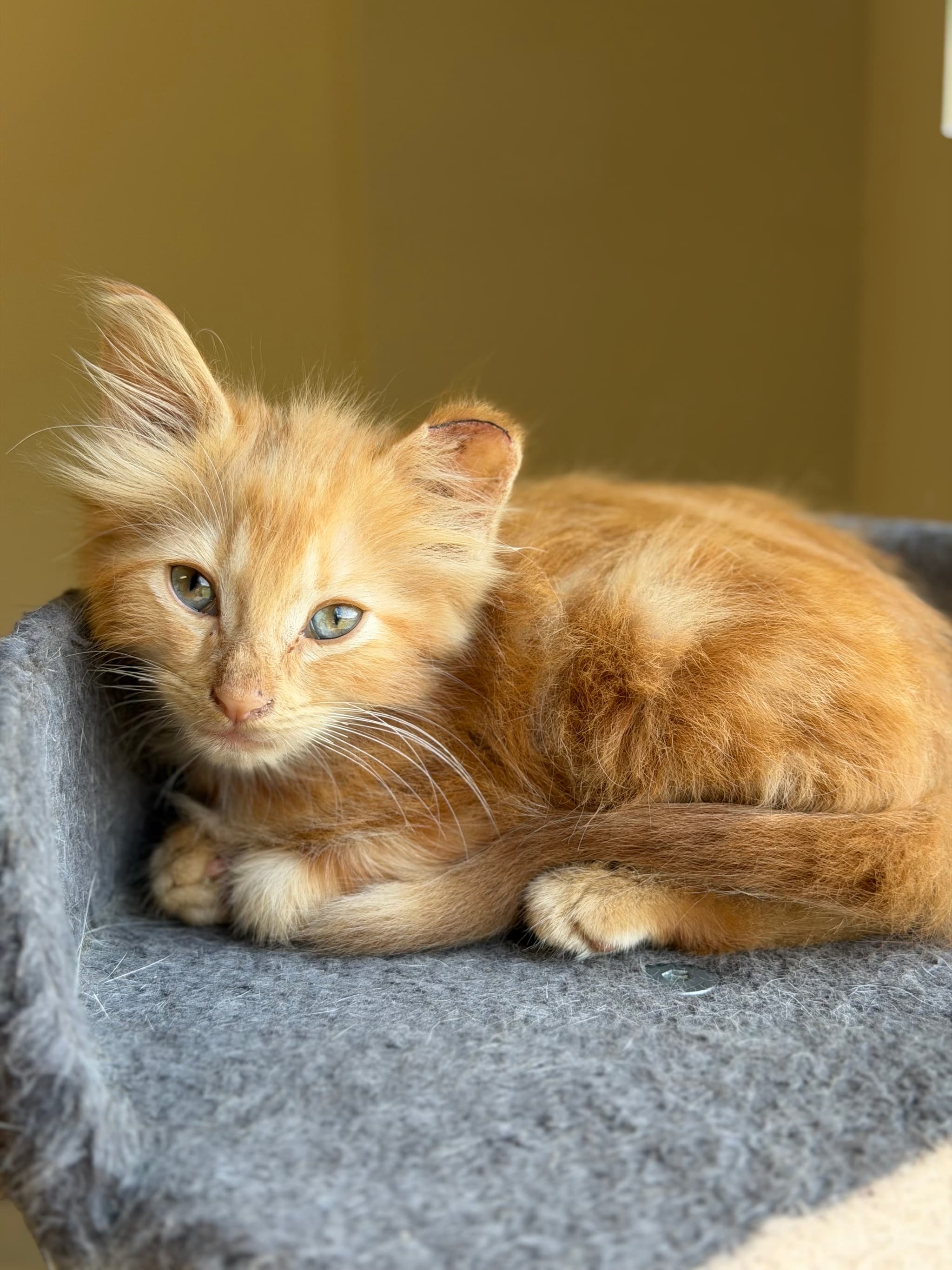 Photo of Spay/Neuter Day