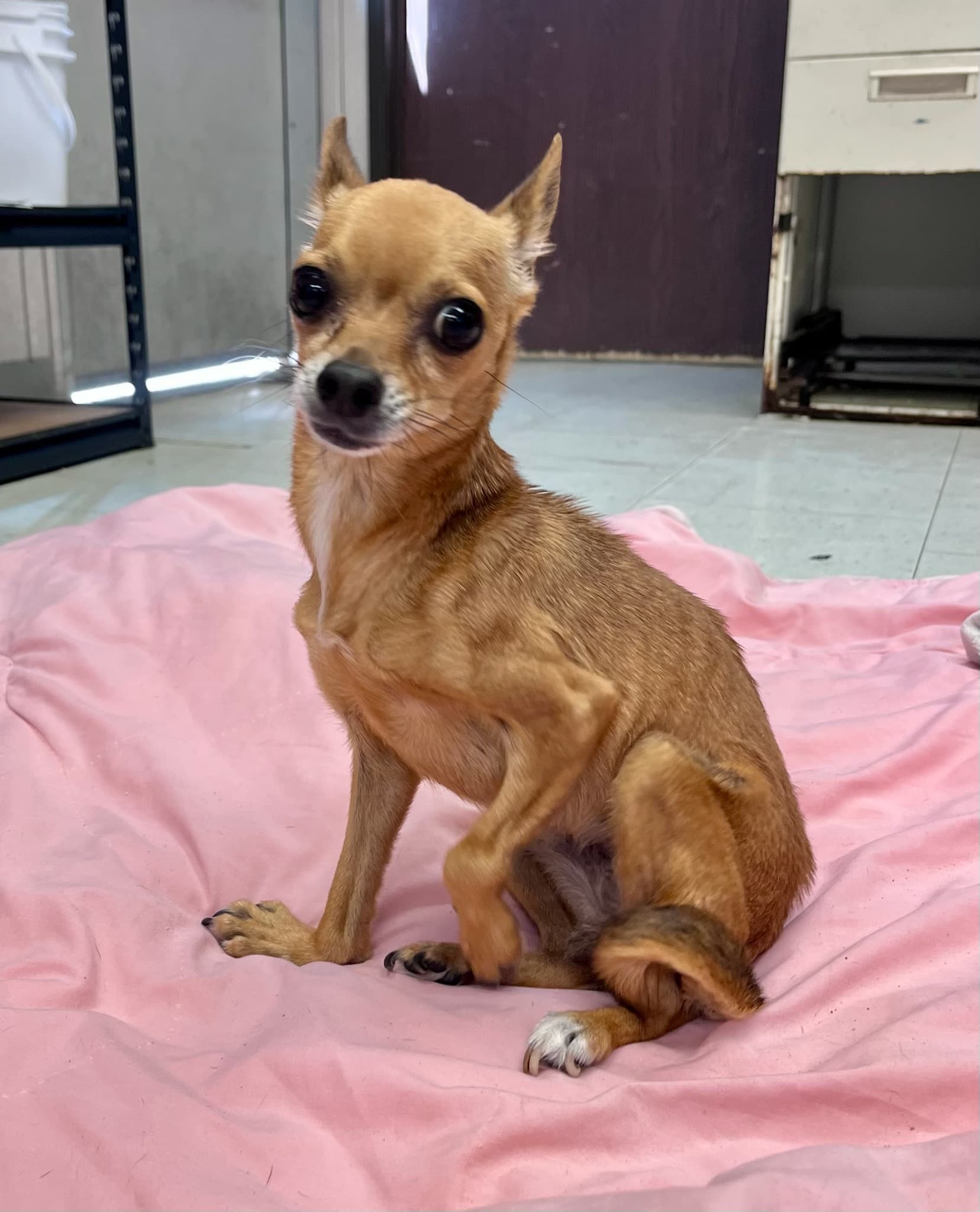 Photo of Peanut