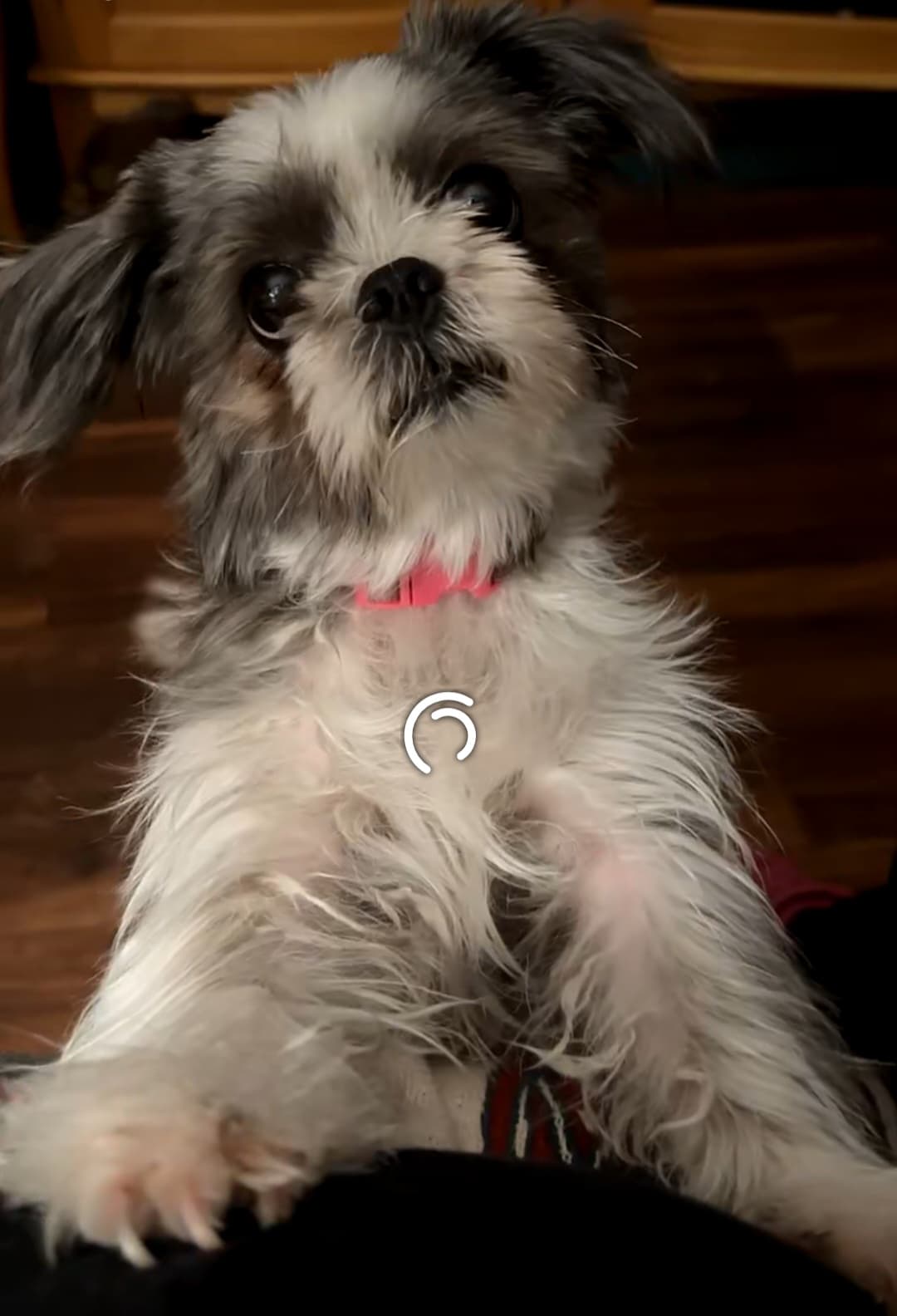 Photo of Sassy