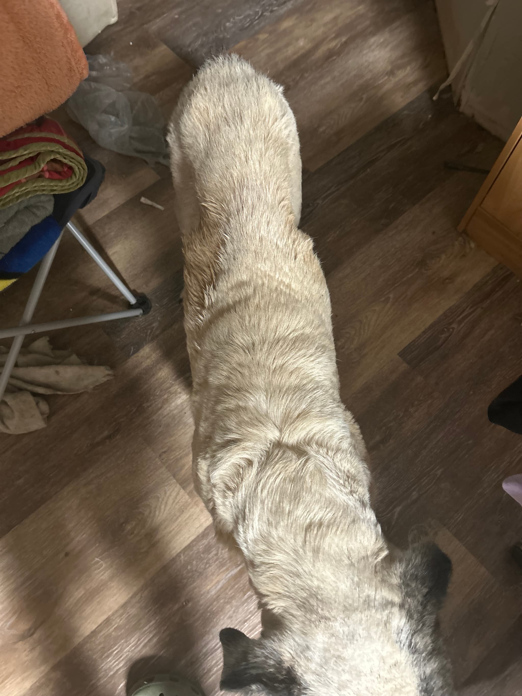 Photo of Macie