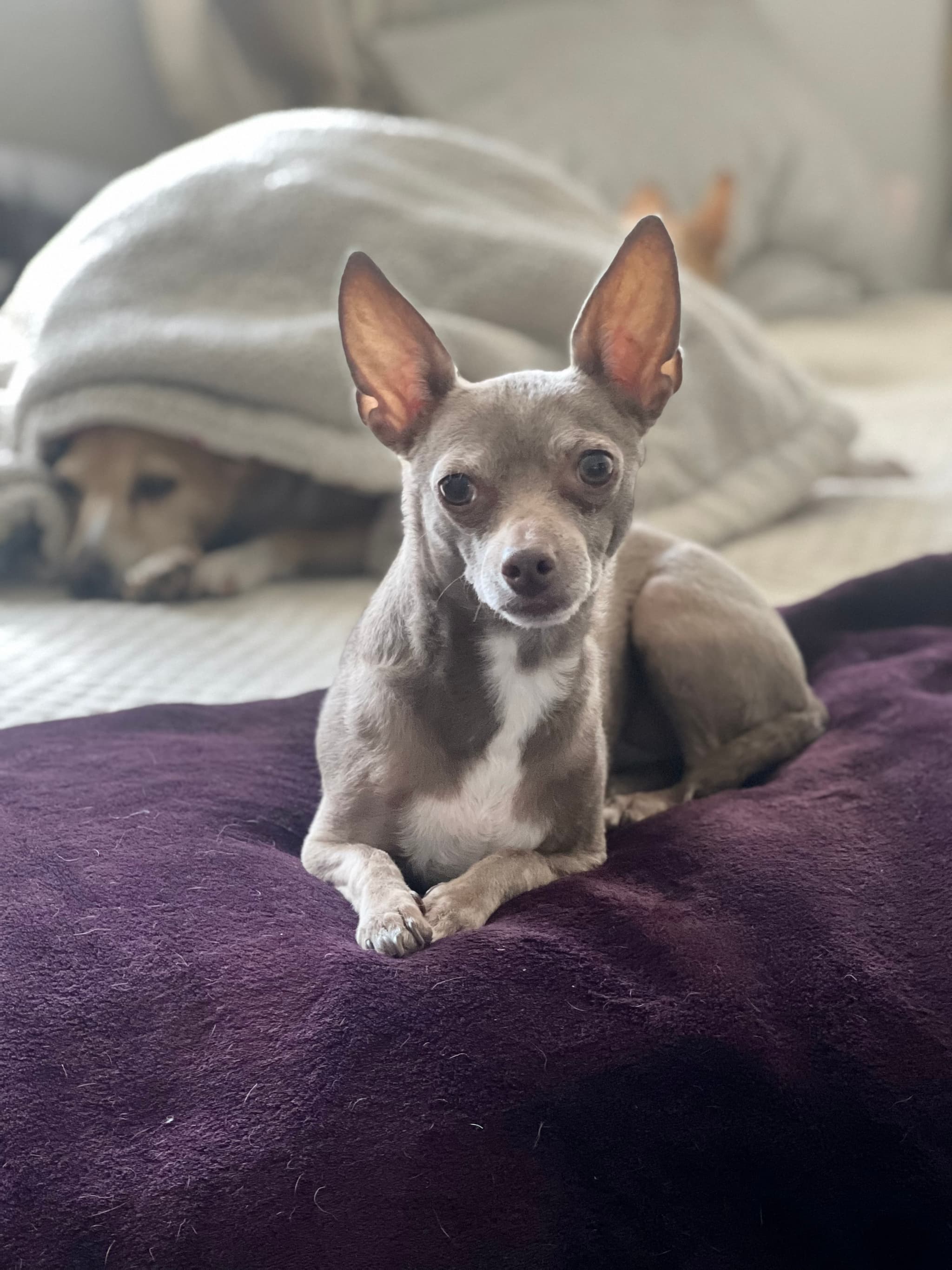 Photo of Lilly