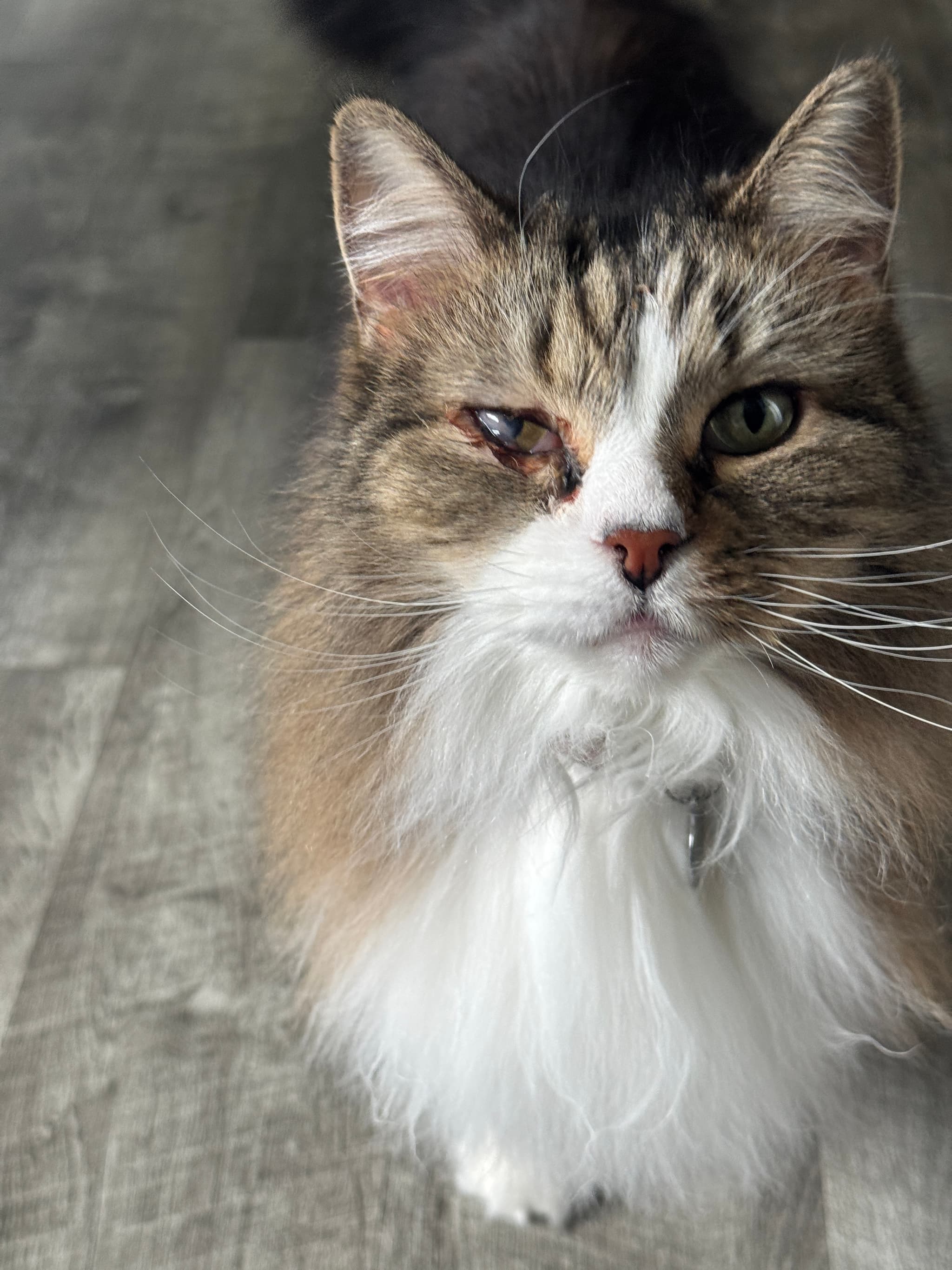 Photo of Darcy