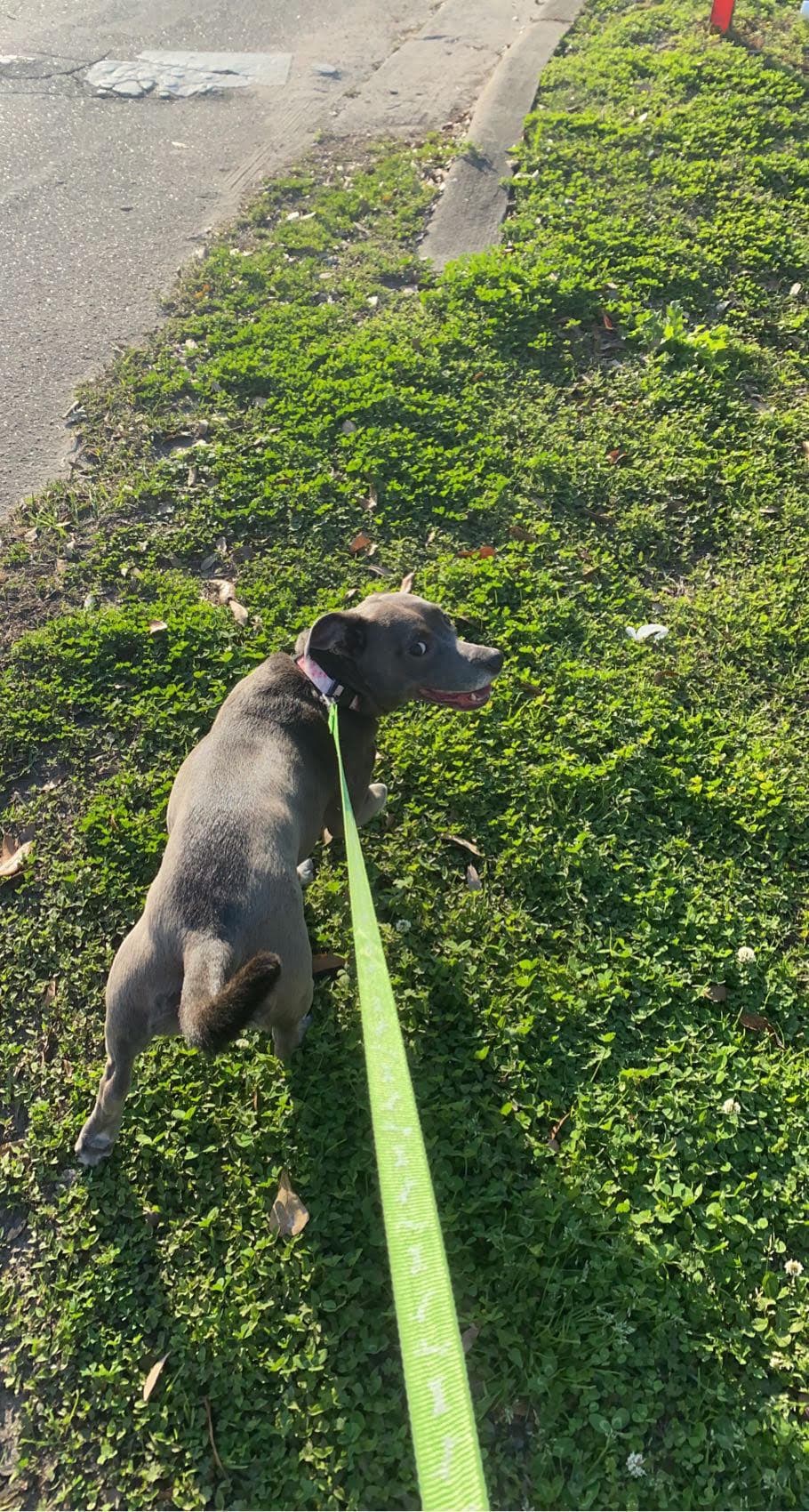 Photo of Layla