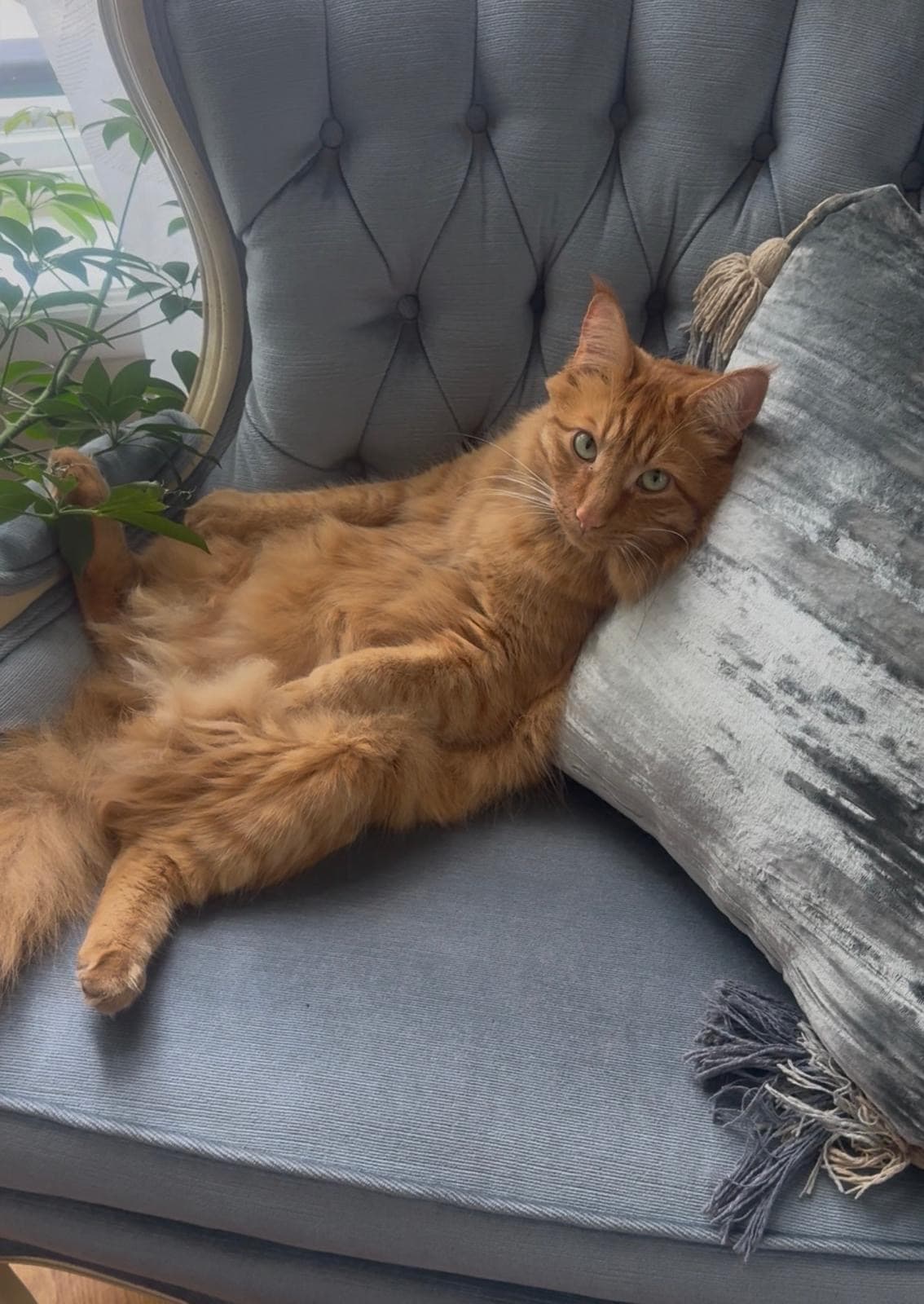 Photo of Simba