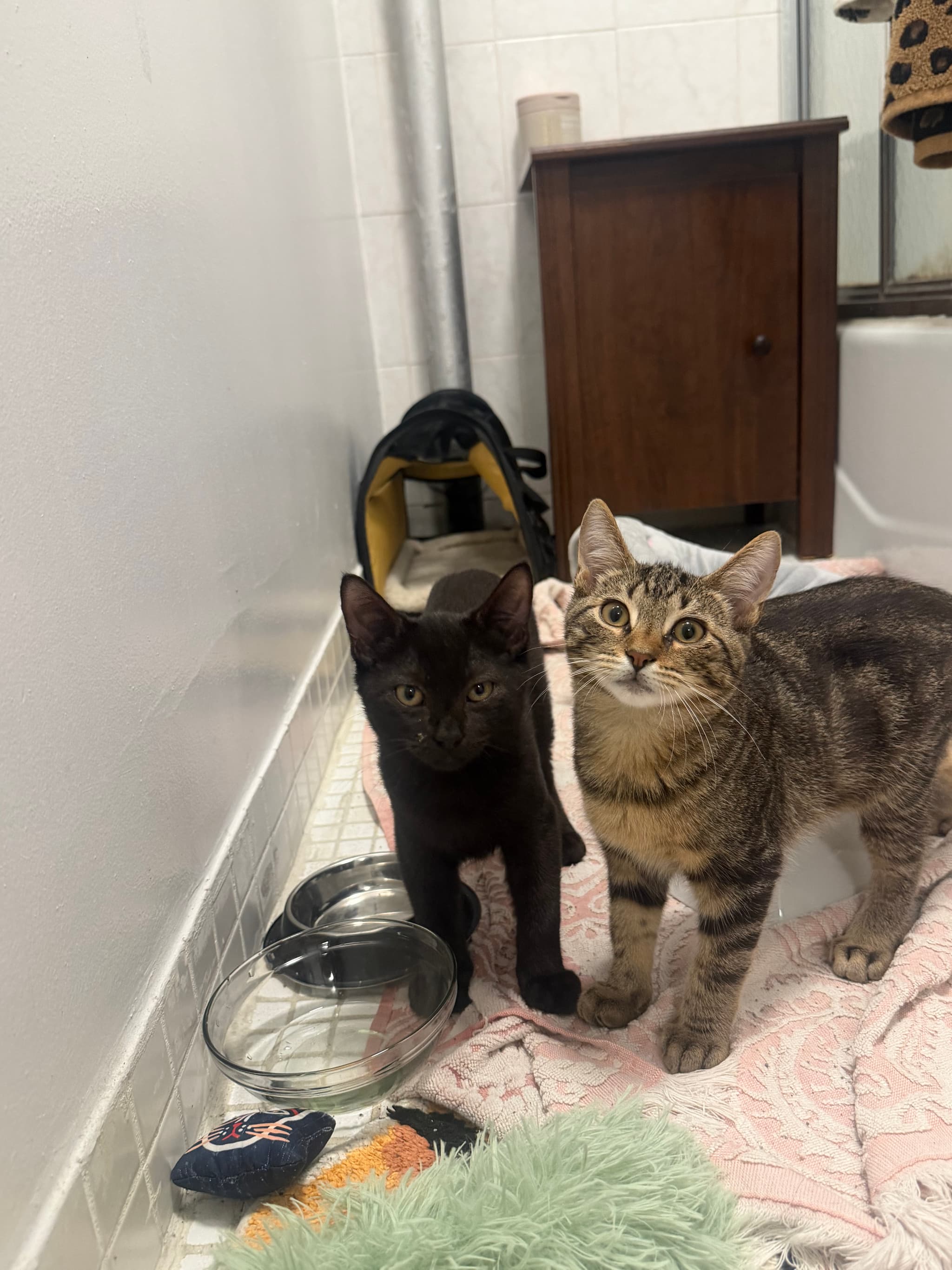 Photo of Newt, Toast & Baby Veg