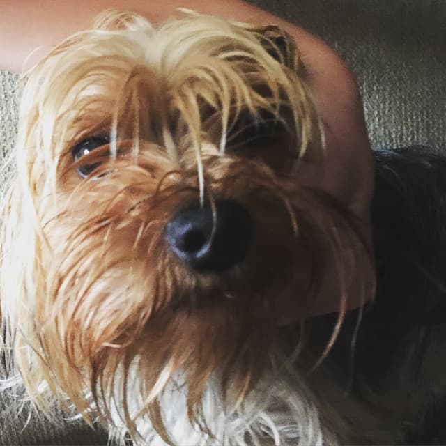 Photo of Gizmo