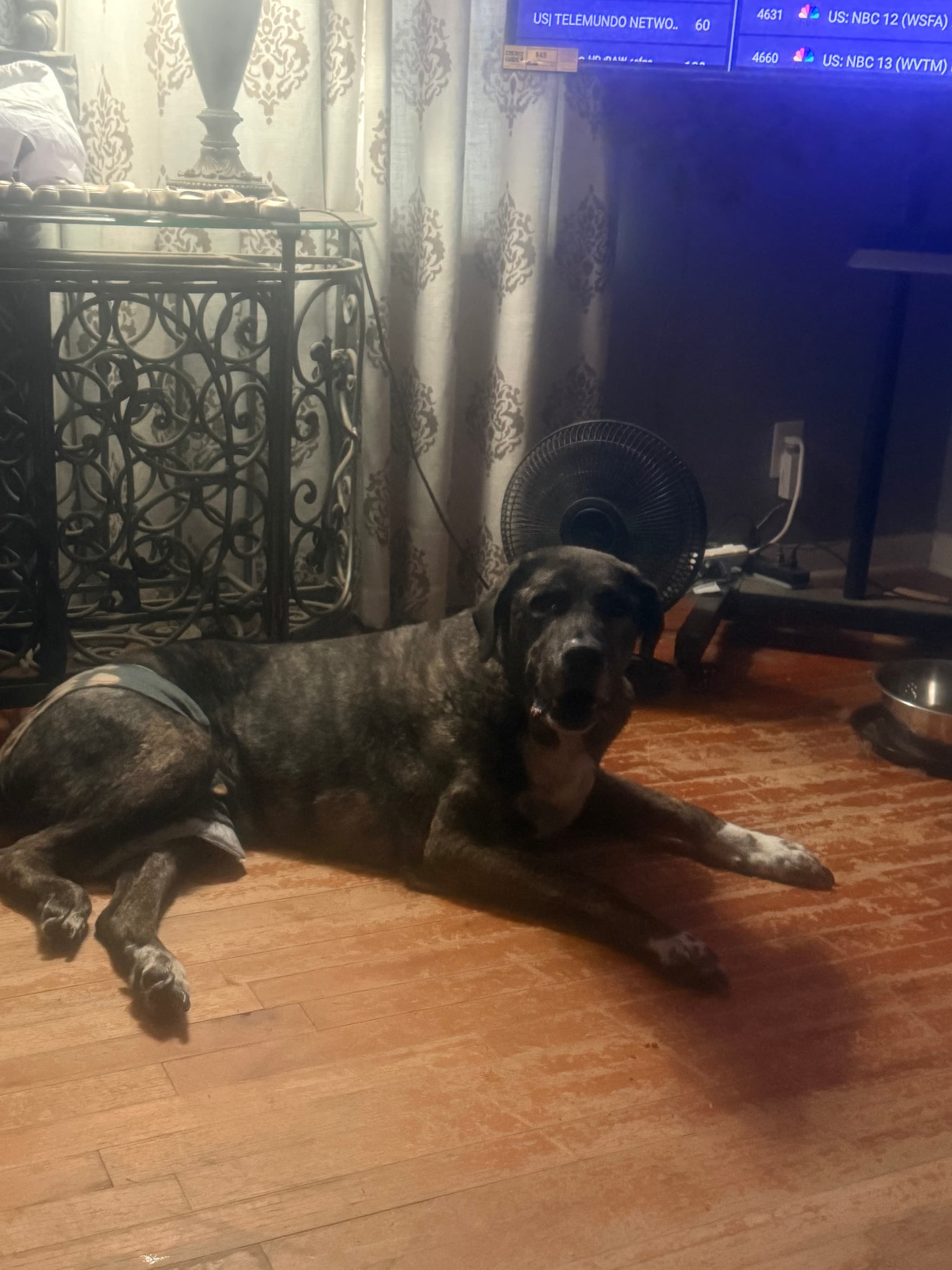 Photo of Rocco