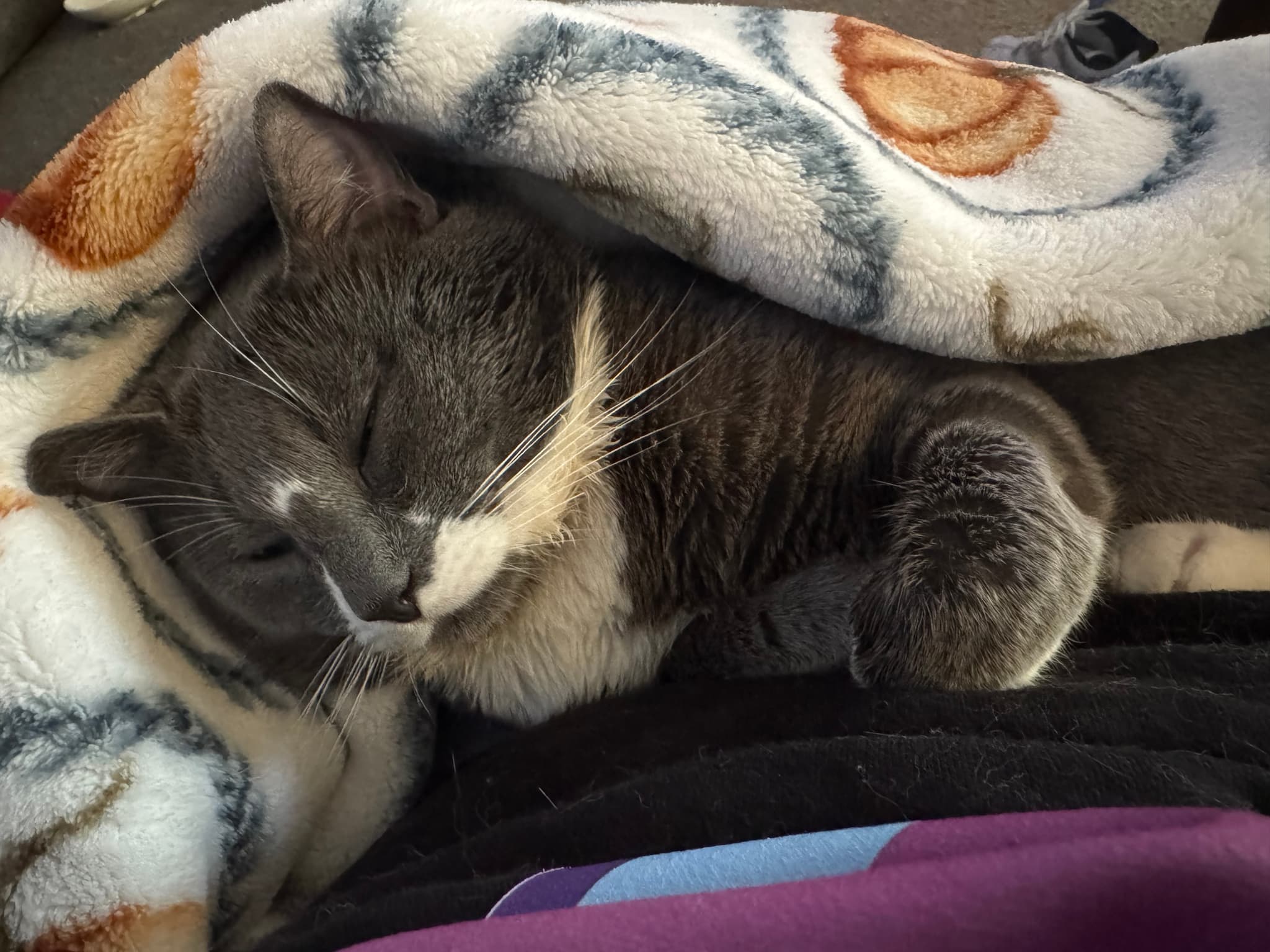 Photo of Dexter