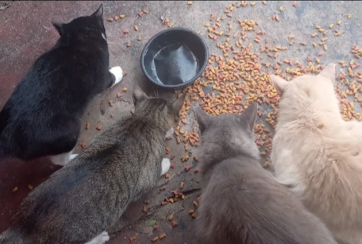 Rainbow Lakes Estates Stray Cats logo