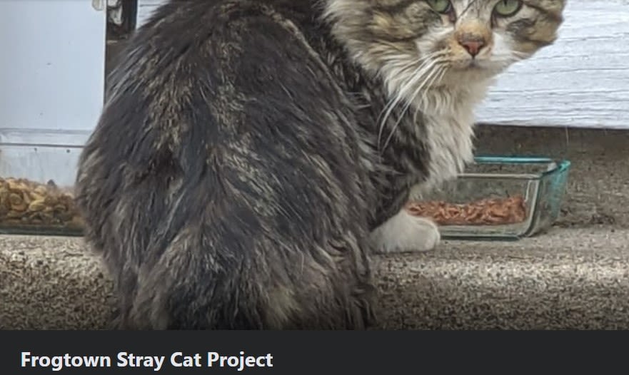 Frogtown Stray Cat Project logo