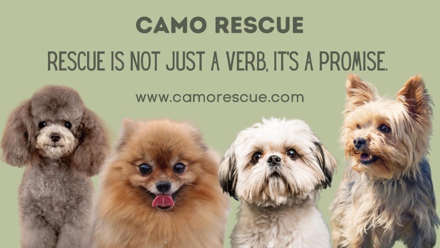 CAMO Rescue logo