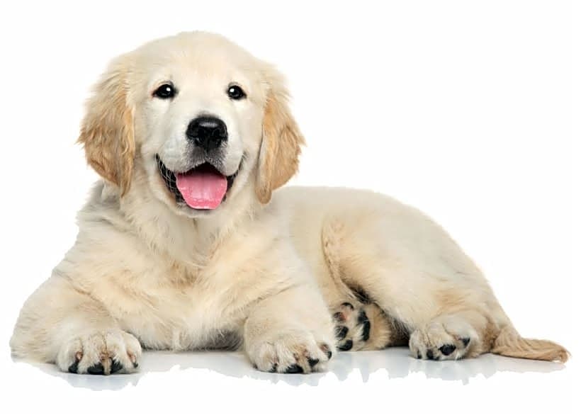 Stone Ridge Veterinary Medical Center of Conroe logo
