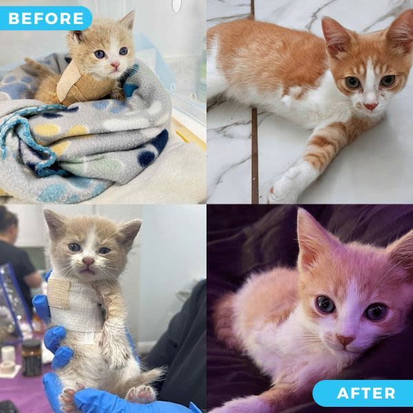 YOUR GIFT TODAY WILL GIVE OTHERS LIKE EASEL THEIR SECOND CHANCE