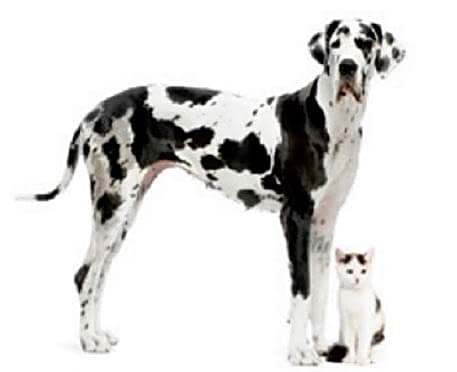 Rincon Vista Veterinary Center logo