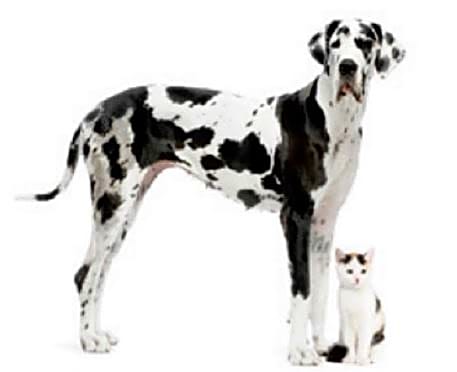 Rincon Vista Veterinary Center logo