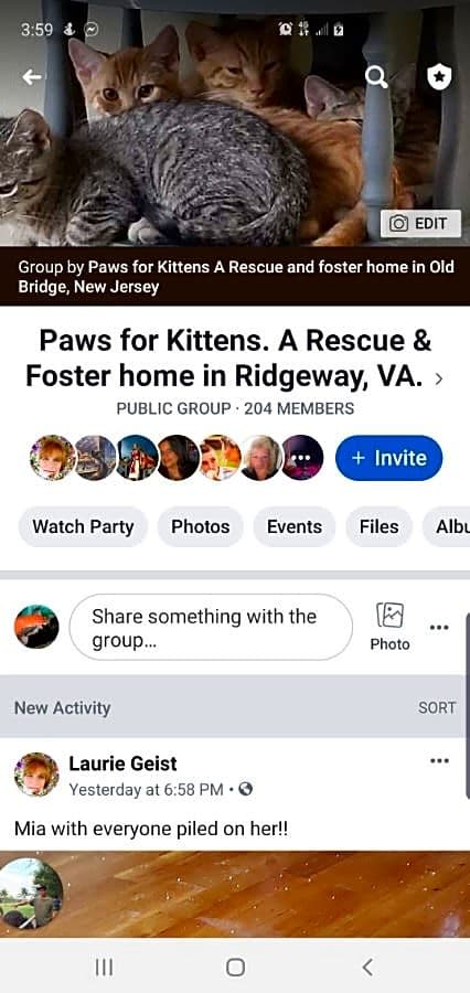 Paws for Kittens A Rescue and Foster home for Kittens logo