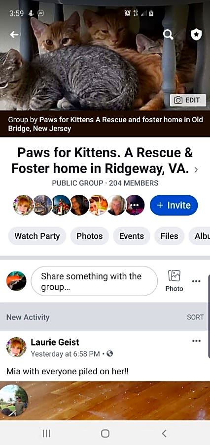 Paws for Kittens A Rescue and Foster home for Kittens logo