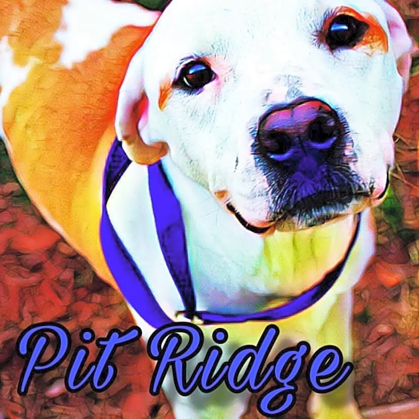 Pit Ridge Rescue logo