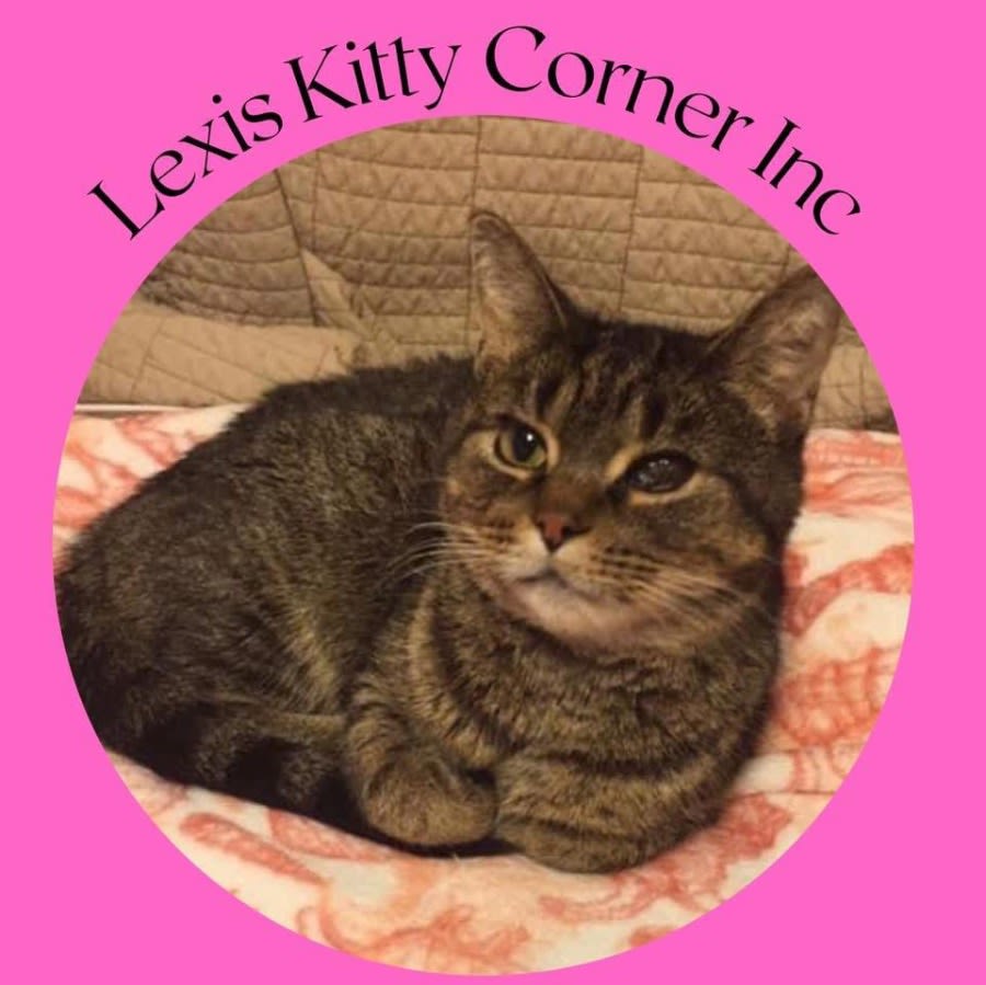 Lexis Kitty Corner Inc logo