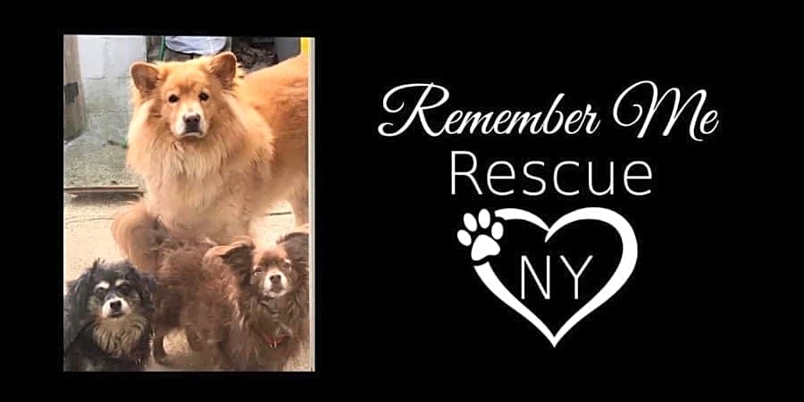 Remember me Rescue NY logo