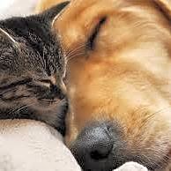 Affordable Pet Care logo