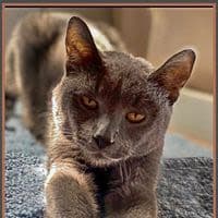 Hagrid's Hope Cat Rescue logo