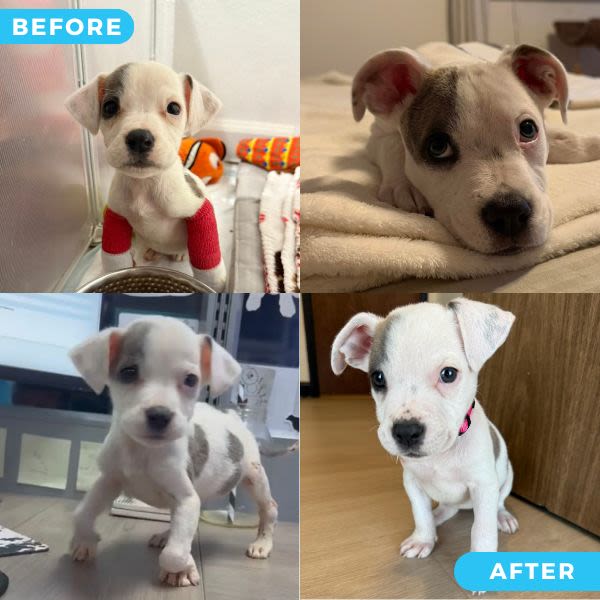 YOUR GIFT TODAY WILL GIVE OTHERS LIKE ZUZU THEIR SECOND CHANCE