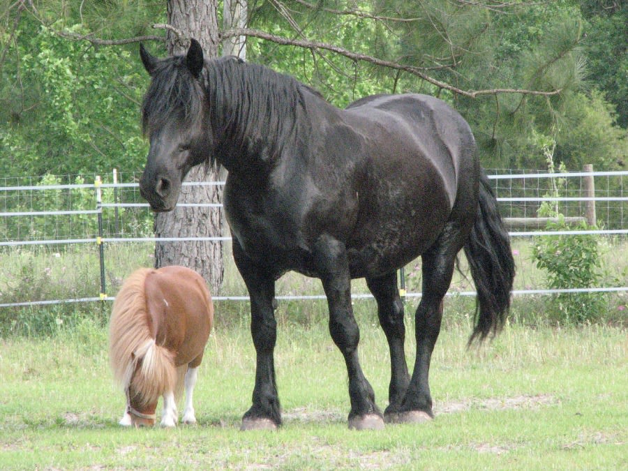 Star Canine and Equine Rescue INC. logo