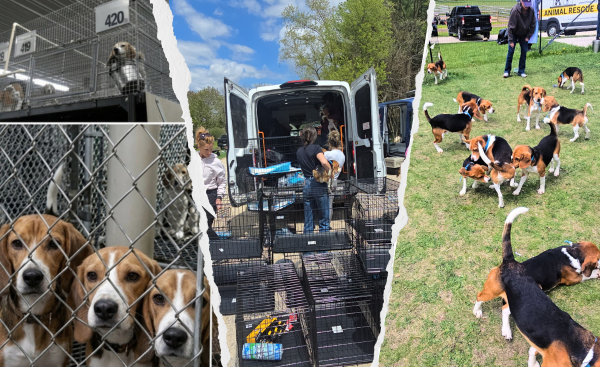 BEAGLE RESCUE FUND. 1,500 BEAGLES RELEASED FROM RIDGLAN FARMS. HELP TRANSITION THEM TO SAFETY