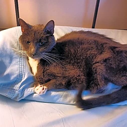Photo of Miles