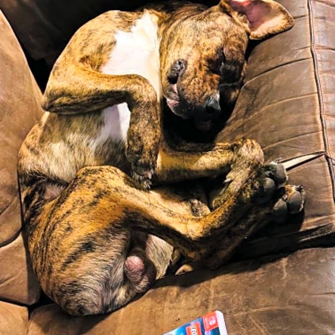 Photo of Archer