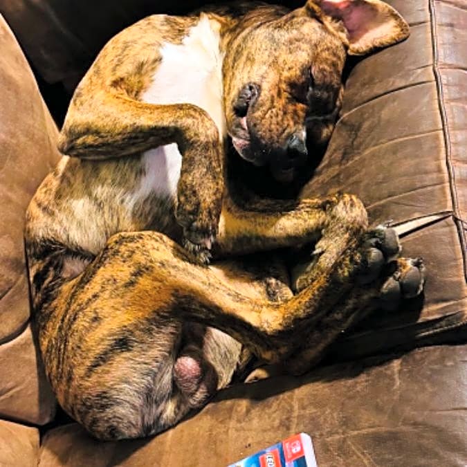 Photo of Archer