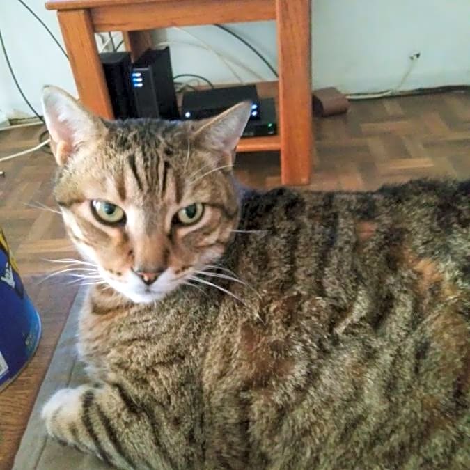 Photo of Rusty