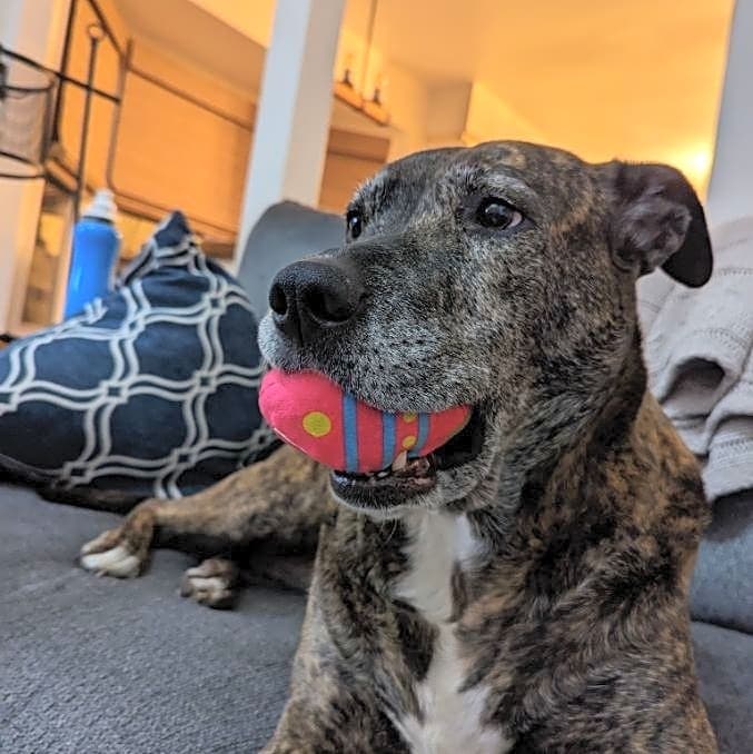 Photo of Cocoa