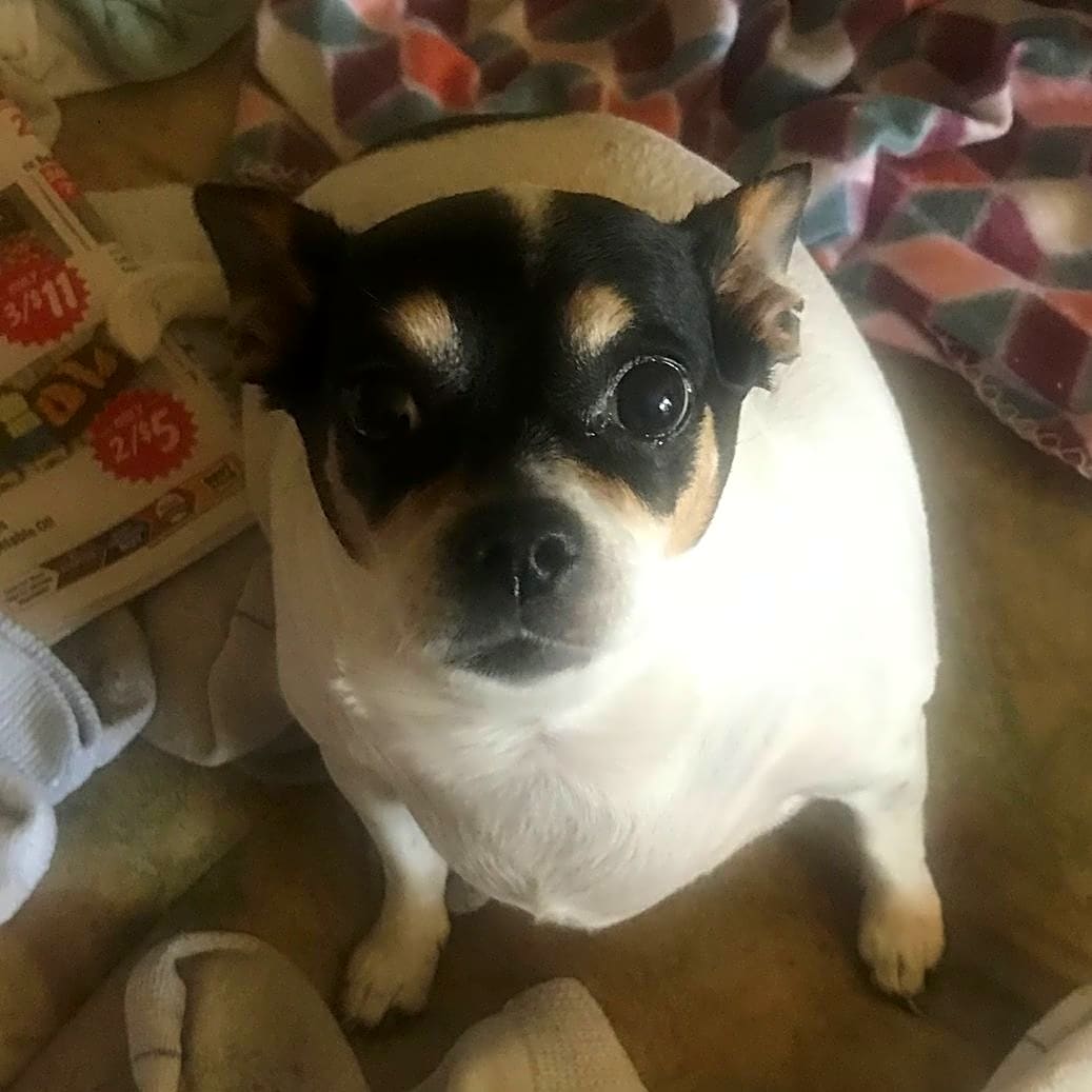 Photo of Misty