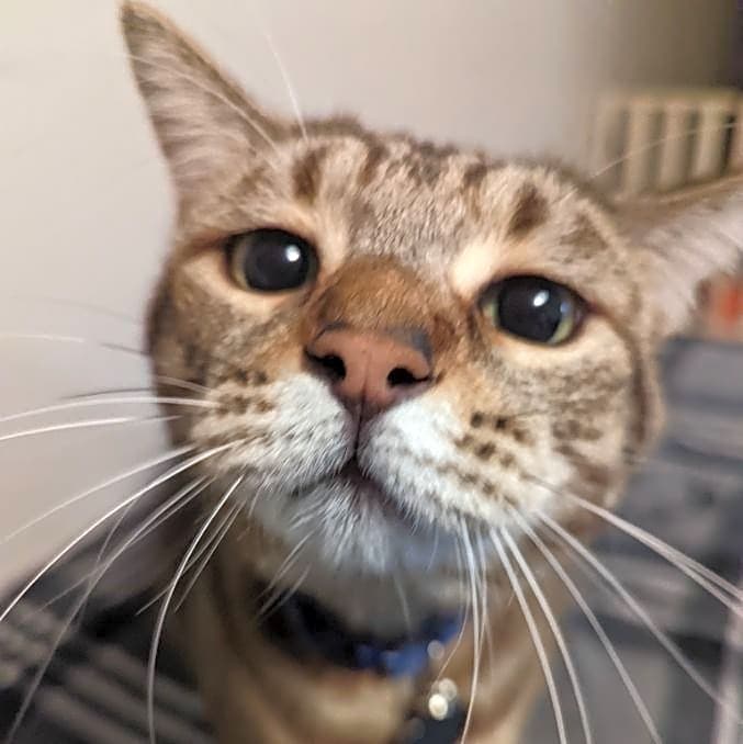 Photo of Echo