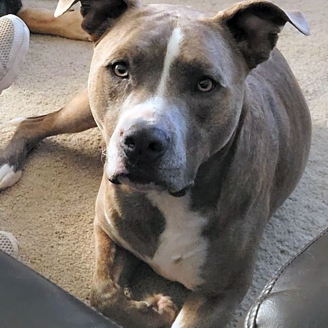 Photo of Dallas
