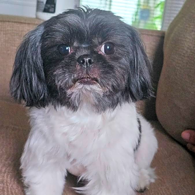 Photo of Bubba