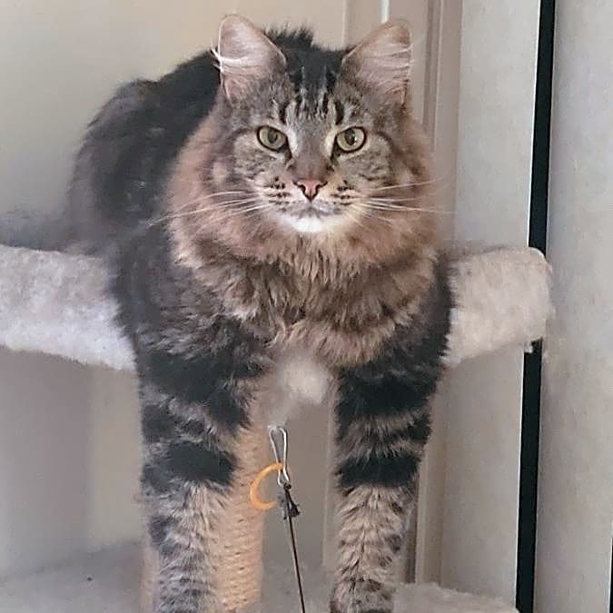 Photo of Linus von Fluffenpants