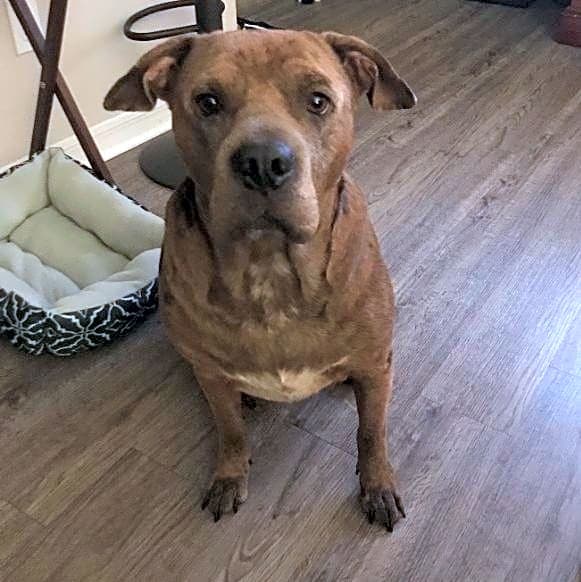 Photo of Ginger