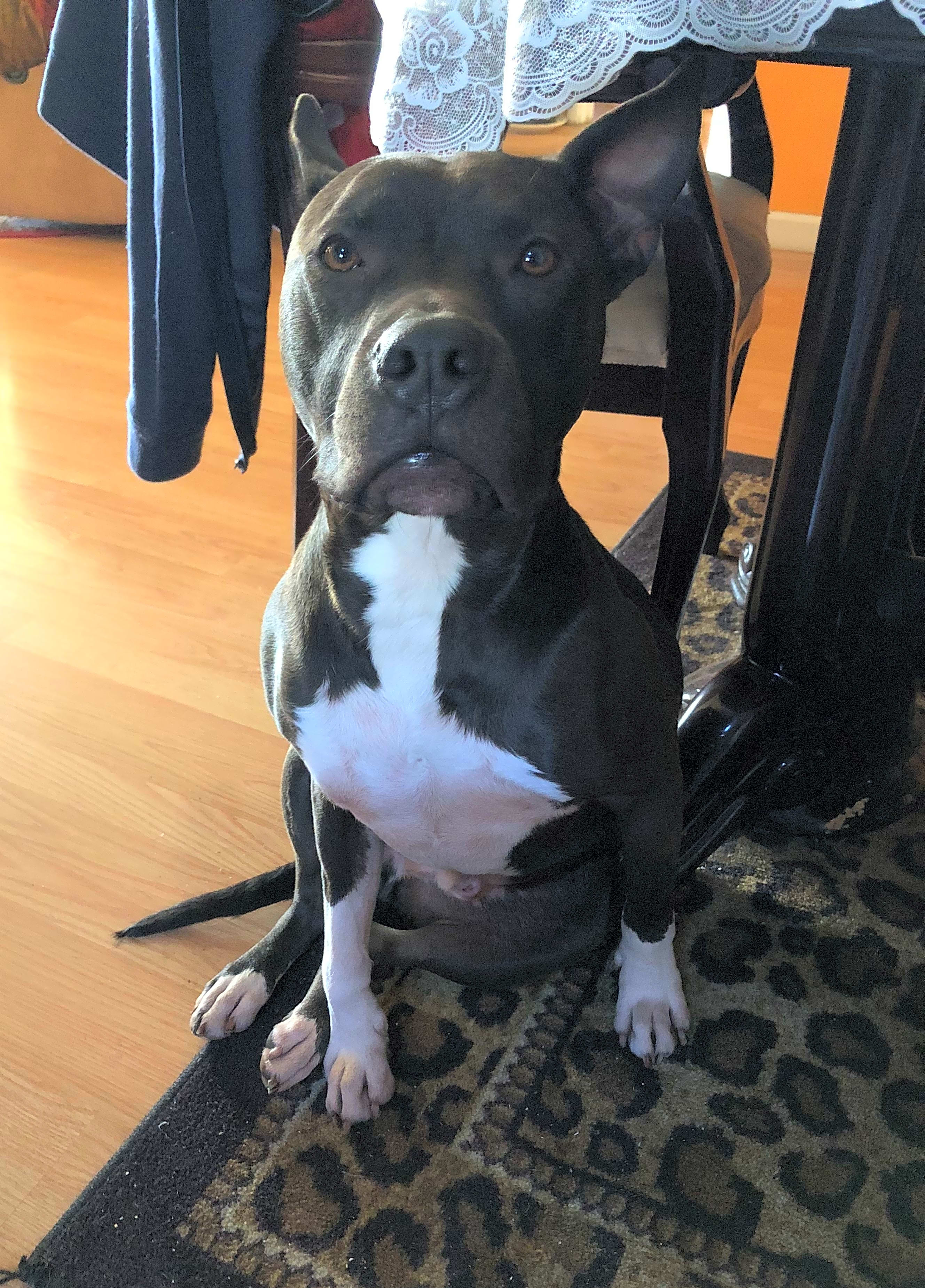 Photo of Koa