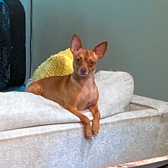 Photo of Piglet