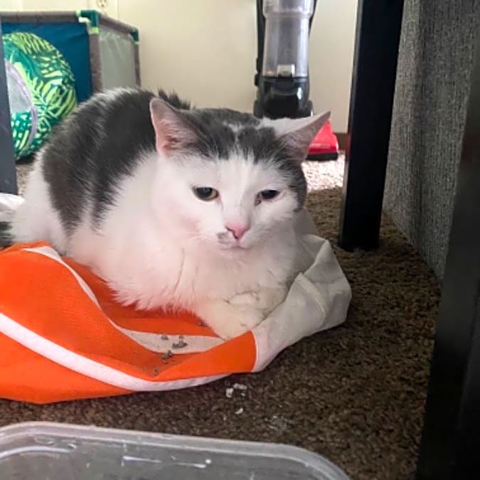 Photo of Spudy