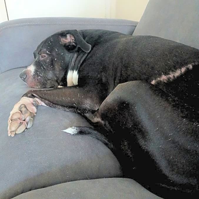 Photo of Champ