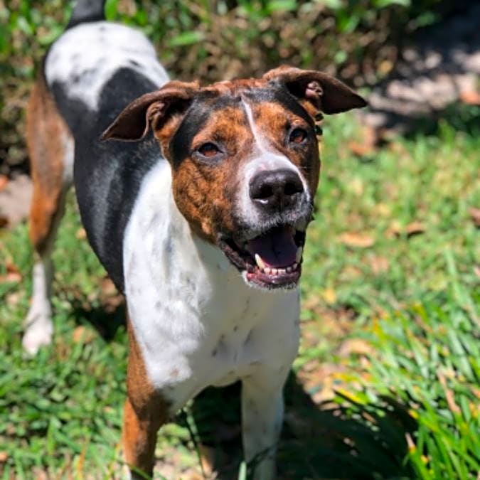 Photo of Milo