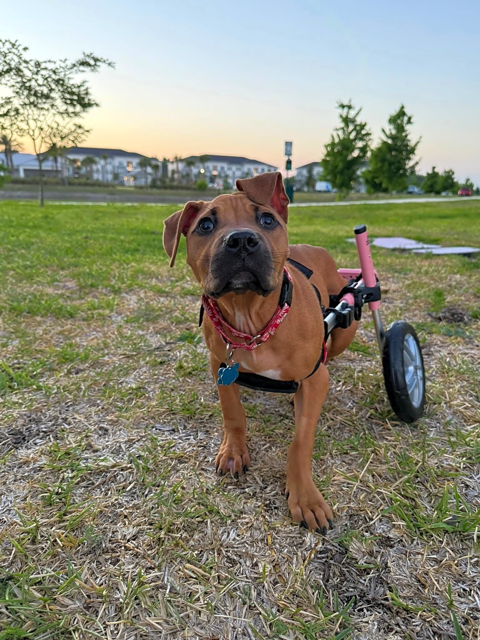 Photo of Lyra